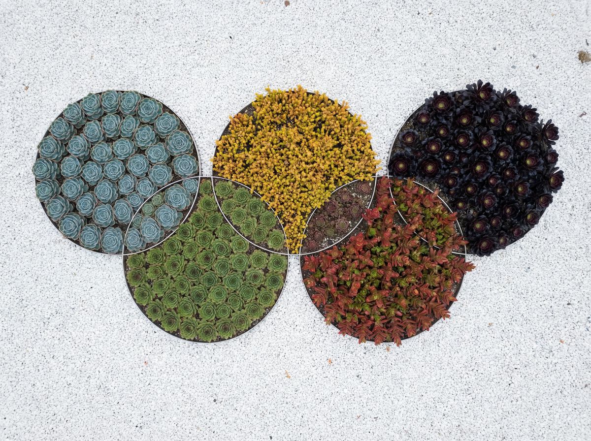 黑料多肉植物视频